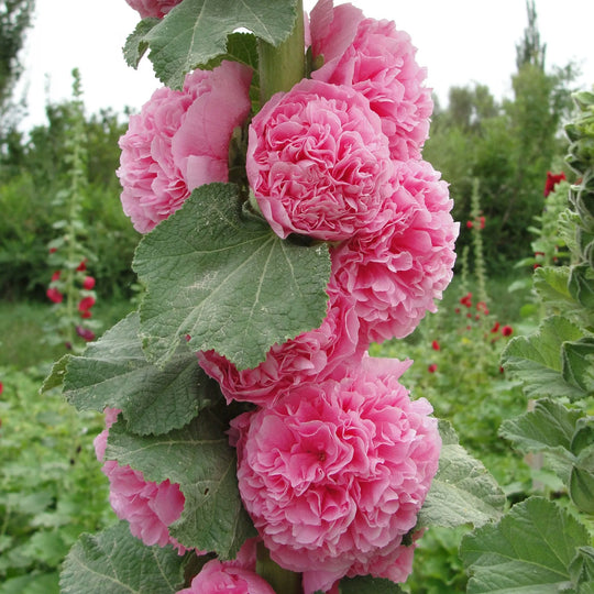 Last Day Sale - 50% OFF-🌸🌿Double Hollyhock Seeds-Color Mix (200 seeds/pack)