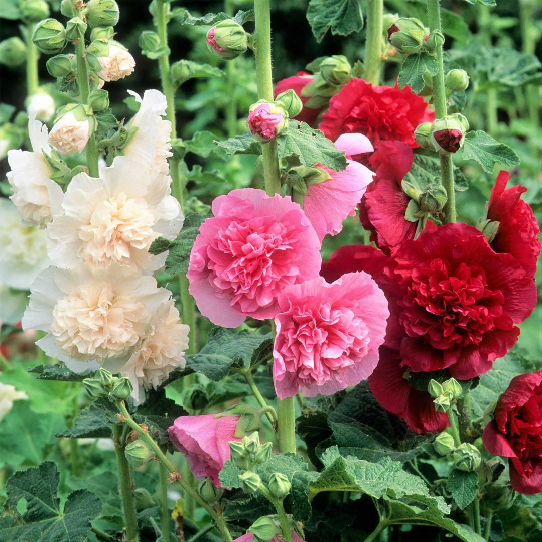 Last Day Sale - 50% OFF-🌸🌿Double Hollyhock Seeds-Color Mix (200 seeds/pack)