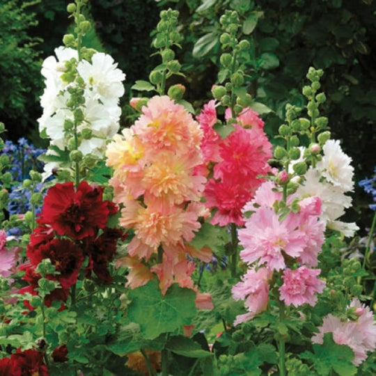 Last Day Sale - 50% OFF-🌸🌿Double Hollyhock Seeds-Color Mix (200 seeds/pack)