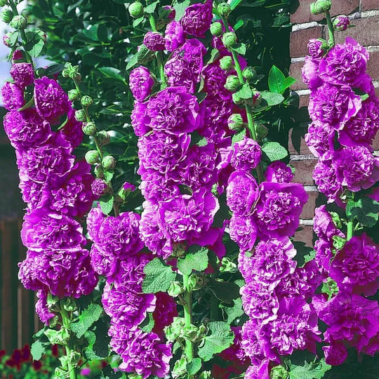 Last Day Sale - 50% OFF-🌸🌿Double Hollyhock Seeds-Color Mix (200 seeds/pack)