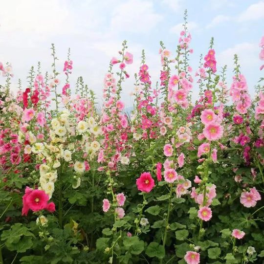 Last Day Sale - 50% OFF-🌸🌿Double Hollyhock Seeds-Color Mix (200 seeds/pack)