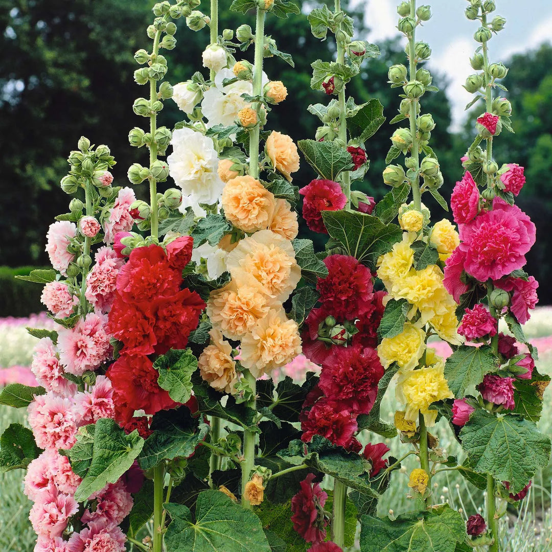 Last Day Sale - 50% OFF-🌸🌿Double Hollyhock Seeds-Color Mix (200 seeds/pack)