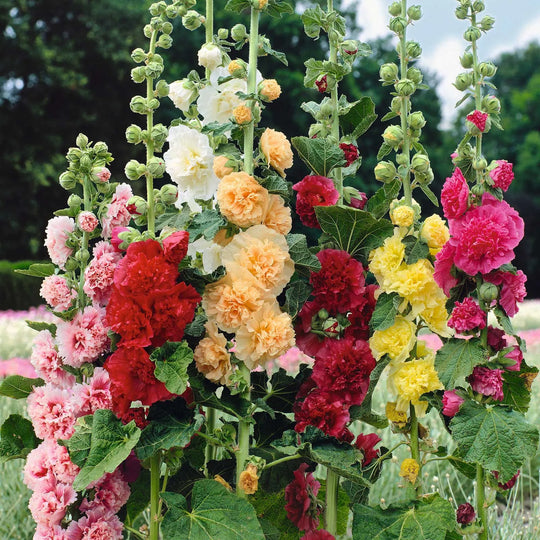 Last Day Sale - 50% OFF-🌸🌿Double Hollyhock Seeds-Color Mix (200 seeds/pack)