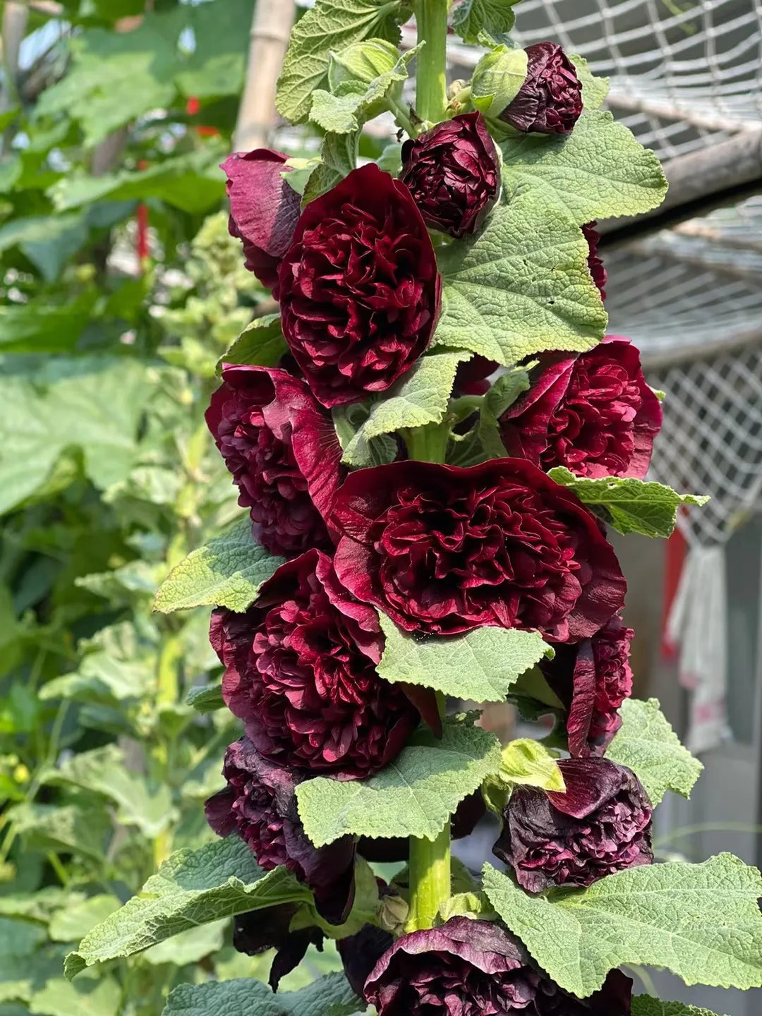Last Day Sale - 50% OFF-🌸🌿Double Hollyhock Seeds-Color Mix (200 seeds/pack)