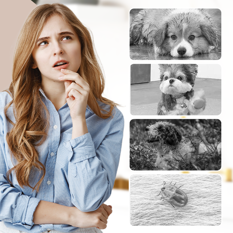 ⏳Begrenzte Zeit 50% Rabatt💥Staubdichte Outdoor-Hose für Hunde